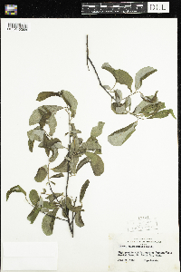 Salix humilis image