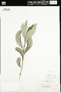 Salix humilis image