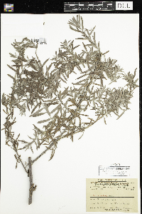 Salix exigua image