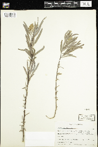 Salix exigua image