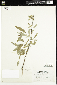 Salix eriocephala image