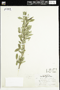 Salix eriocephala image