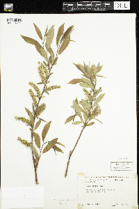 Salix eriocephala image