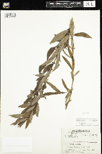 Salix cordata image