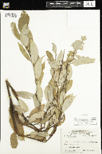 Salix eriocephala image