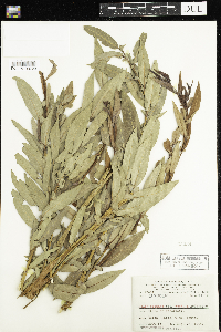 Salix eriocephala image