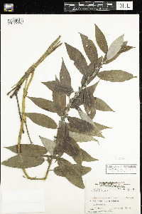 Salix eriocephala image