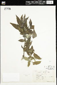 Salix cordata image