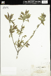 Salix cordata image