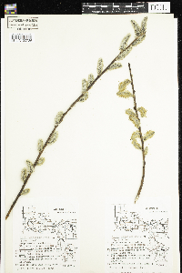 Salix discolor image