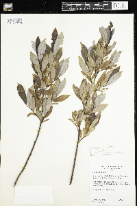 Salix discolor image