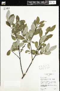 Salix discolor image