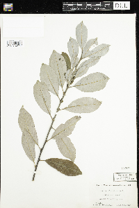 Salix discolor image
