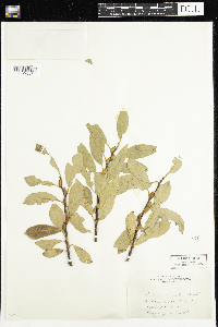 Salix discolor image