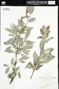 Cornus canadensis image