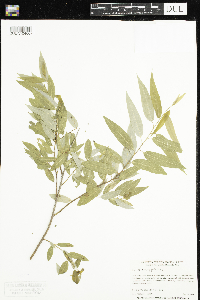 Stuckenia filiformis image