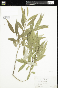 Salix alba image