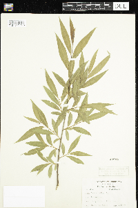 Salix alba image