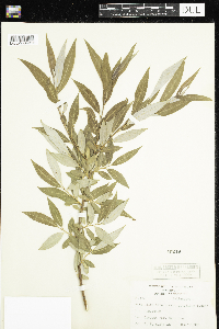 Salix alba image
