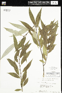 Salix alba image