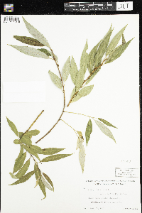 Salix alba image