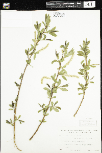 Salix alba image