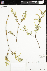 Salix alba image