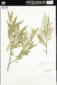 Salix alba image