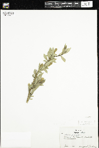 Salix alba image