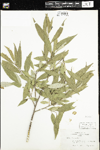 Salix alba image