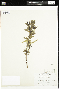 Salix alba image