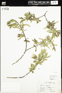Salix alba image