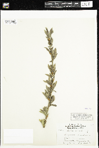 Salix alba image