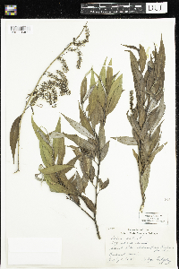 Salix alba image