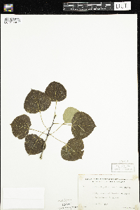 Populus tremuloides image