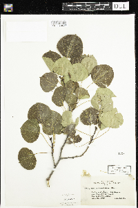 Populus tremuloides image
