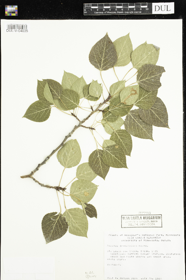 Populus tremuloides image