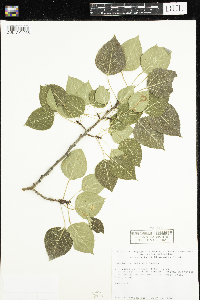 Populus tremuloides image