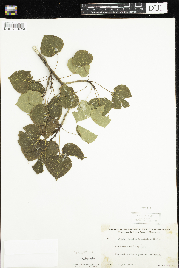 Populus tremuloides image