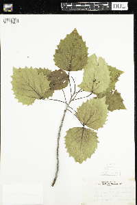 Populus grandidentata image