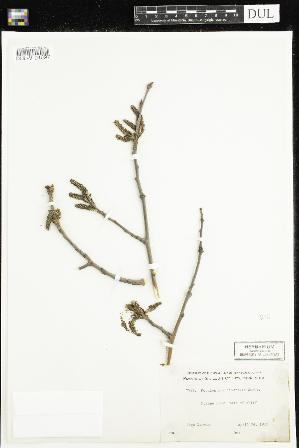 Populus grandidentata image