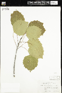 Populus grandidentata image