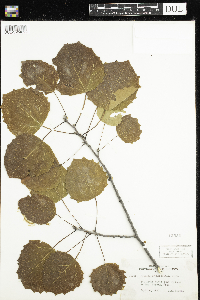 Populus grandidentata image