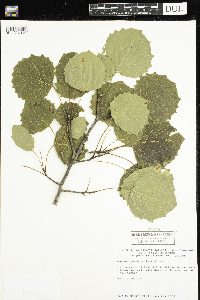 Populus grandidentata image