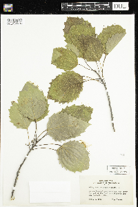Populus grandidentata image