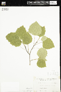 Populus grandidentata image