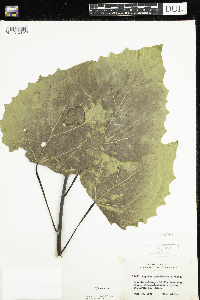 Populus grandidentata image
