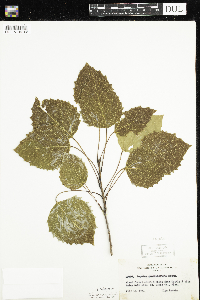 Populus grandidentata image