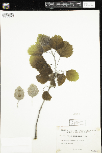 Populus grandidentata image