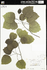 Carex microptera image